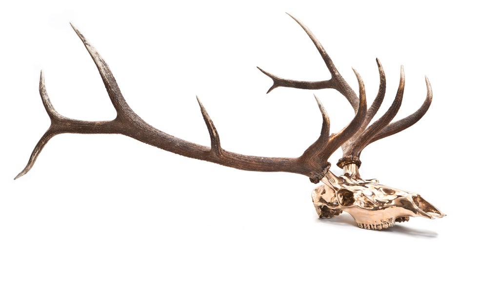 Bronze cast Elk head with real elk horns.