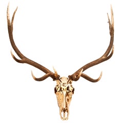 Bronze Elk by Ashley Tudor