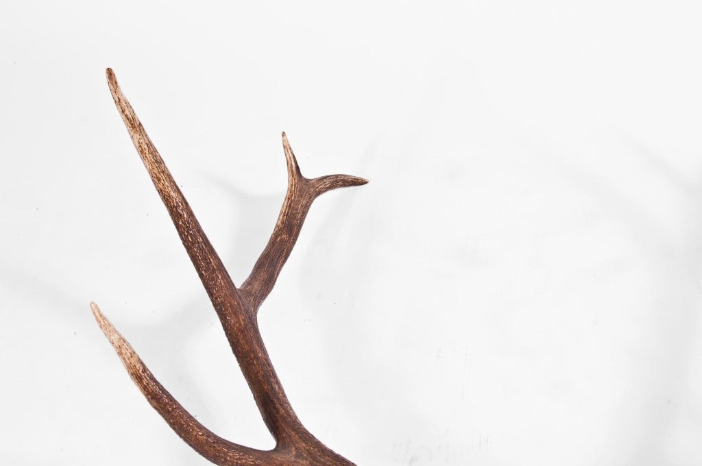 American Bronze Elk by Ashley Tudor