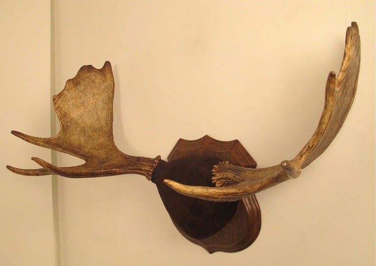 An unusually small pair of moose antlers mounted on wood shield with brown suede.