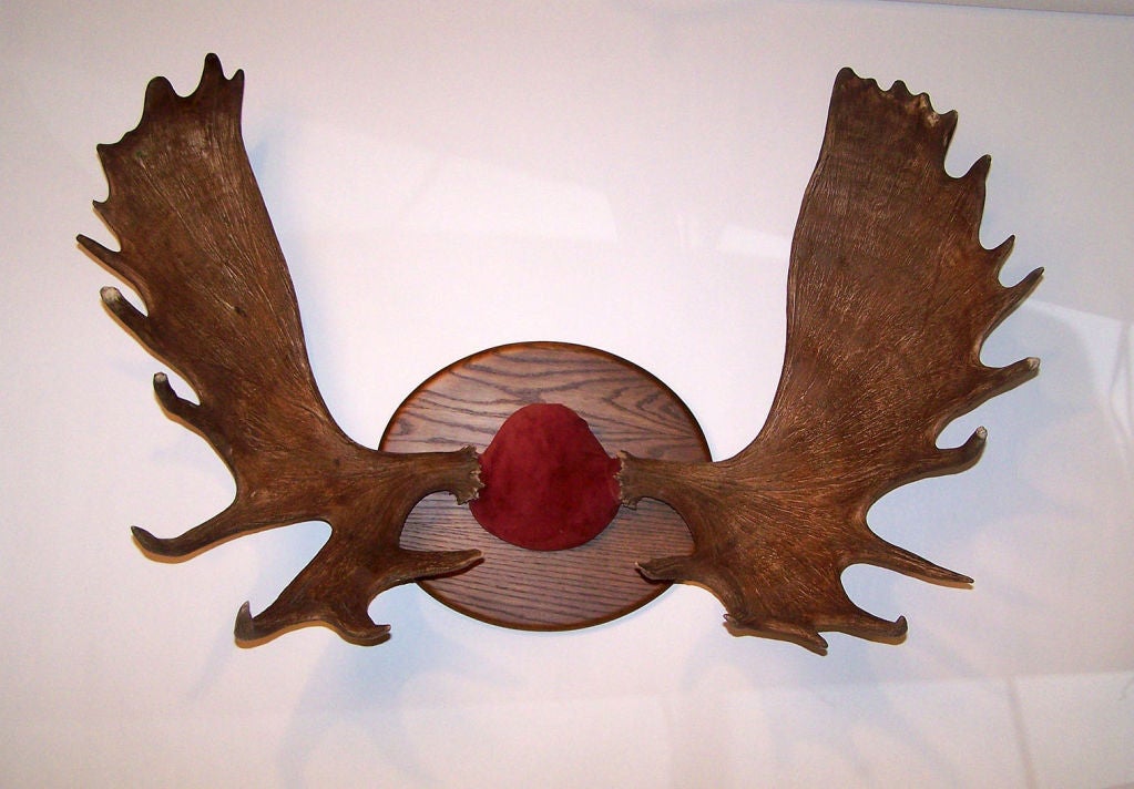 mounted moose antlers for sale