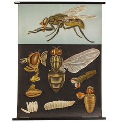 Vintage Anatomy Chart of a Fly