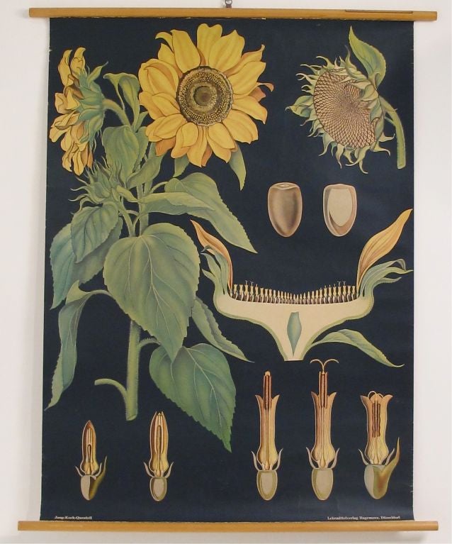 Beautiful old botany chart of a sunflower. Great colors and graphics! Made by Denoyer-Geppert. Marked along the bottom Jung-Koch-Quentell<br />
Lehrmittelverlag Hagemann, Dusseldorf