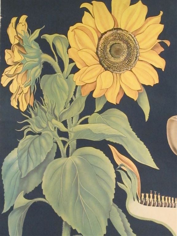 20th Century Vintage Botanical Chart of a Sunflower