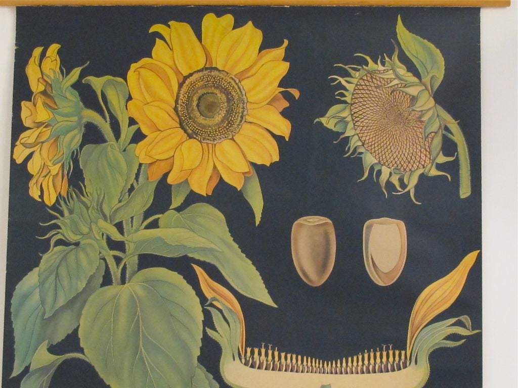 Paper Vintage Botanical Chart of a Sunflower