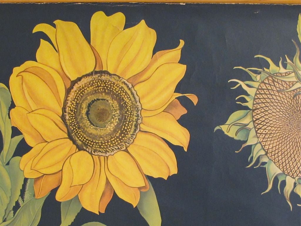 Vintage Botanical Chart of a Sunflower 1