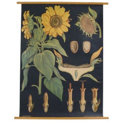 Vintage Botanical Chart of a Sunflower