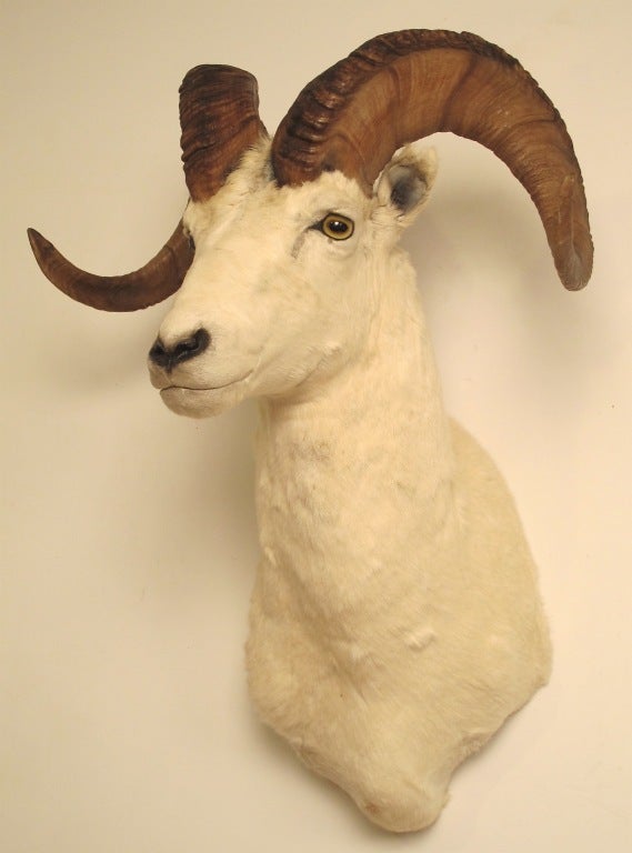 Beautifully mounted Ram head mountain goat.
