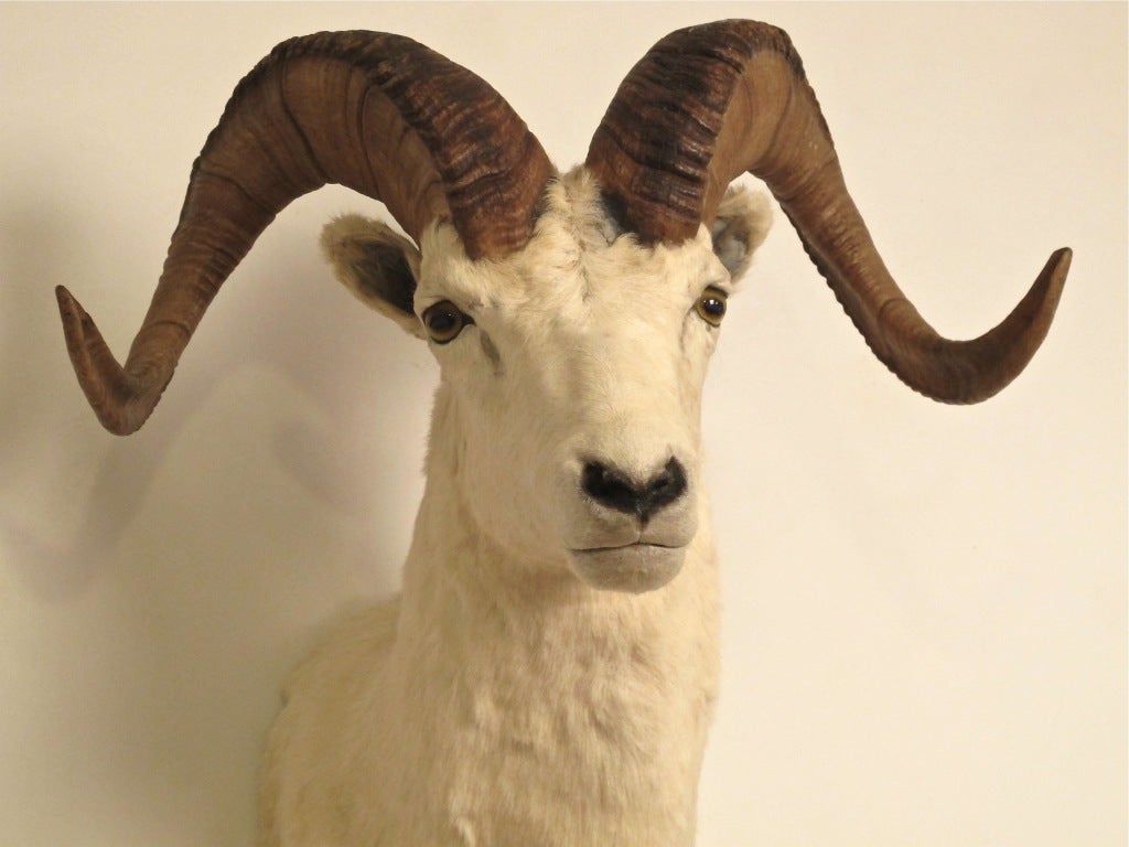 mounted ram head