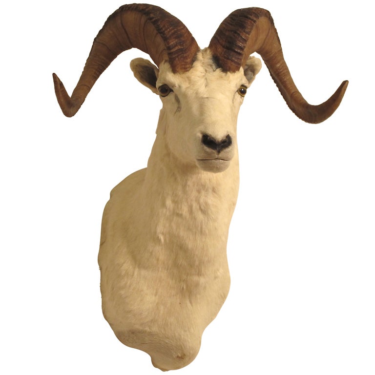 Taxidermy Ram Head Mount