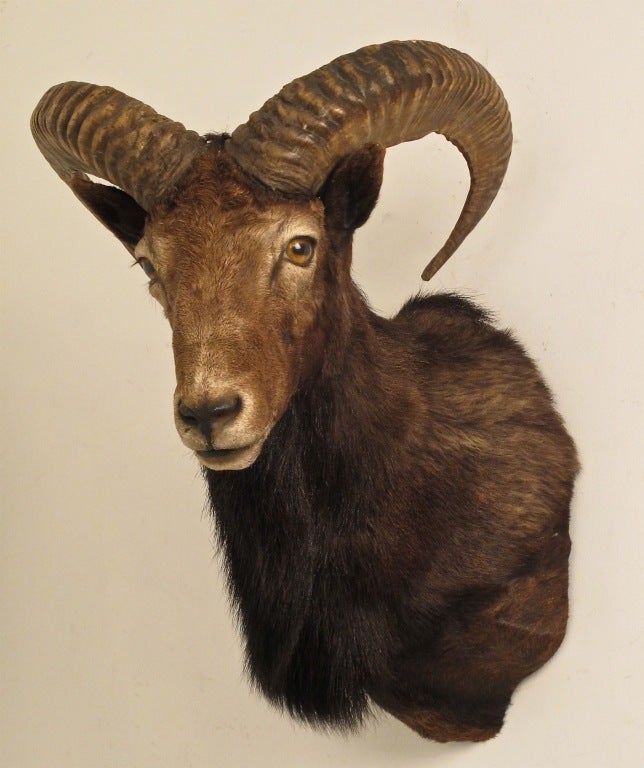 Taxidermy Ram Head Mount