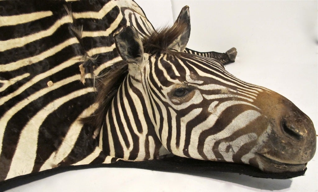 20th Century Extraordinary Vintage Zebra Skin Rug