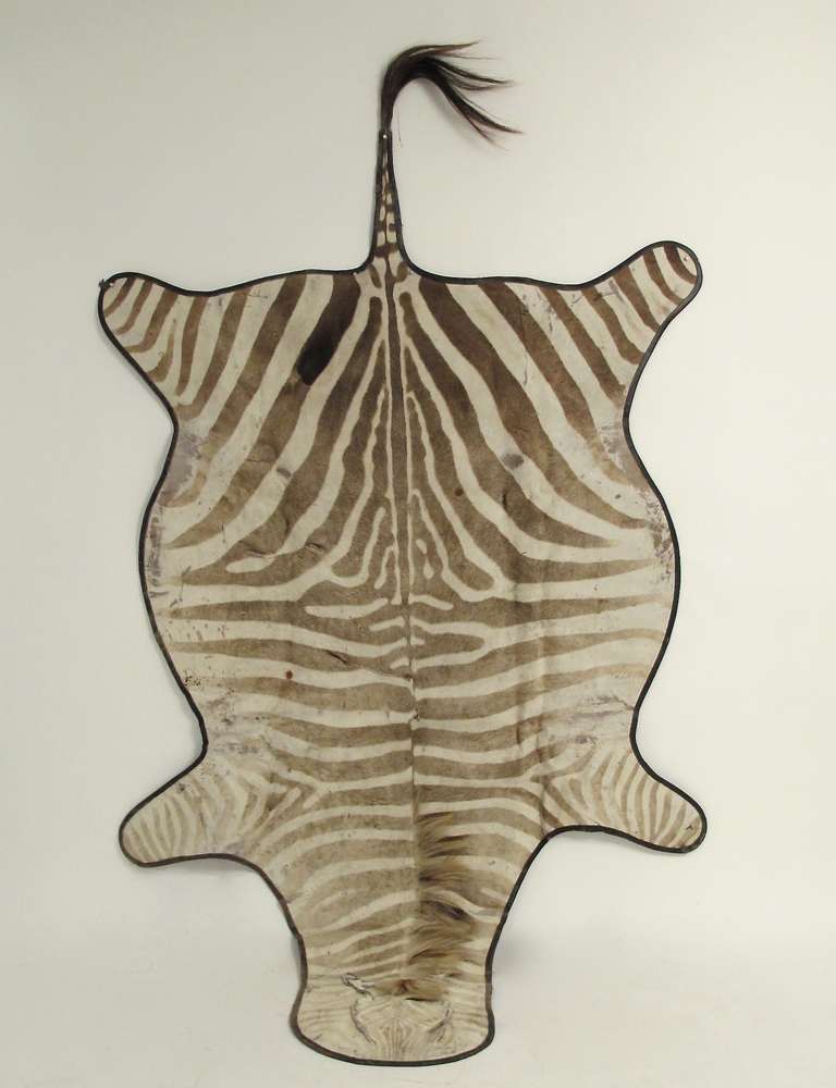 A vintage zebra skin with felt backing. This skin shows age and fading. Measurements below do not include tail.