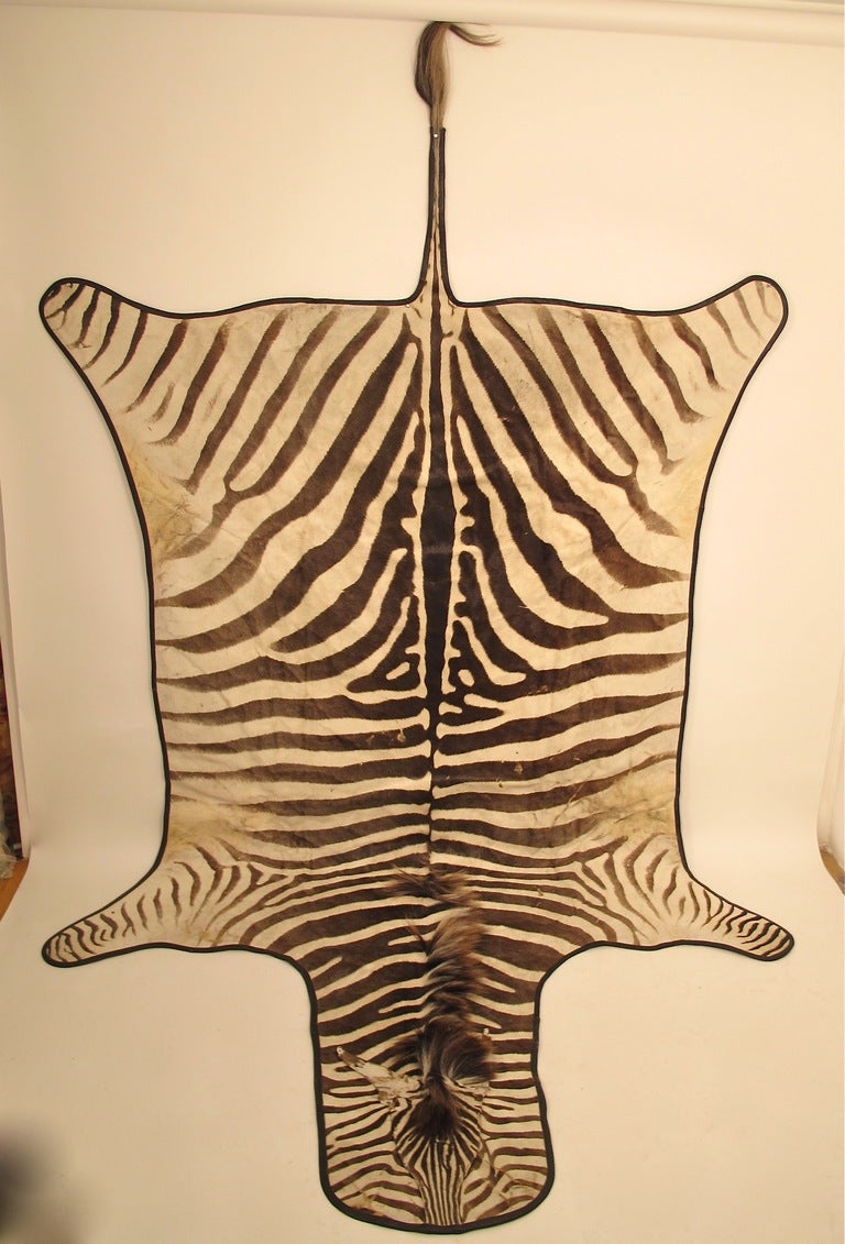 Larger size vintage zebra skin, backed with a heavy cotton fabric and trimmed with a leather binding. Measurements below do not include the tail.