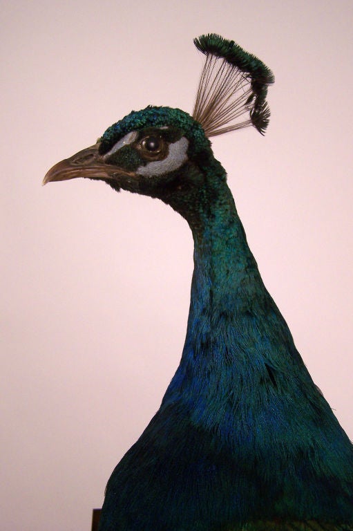 Beautiful peacock mounted on wood perch. There is a metal bracket attached to the wood base so that the peacock can be mounted to the wall if desired. The wood column in photo is sold separately.