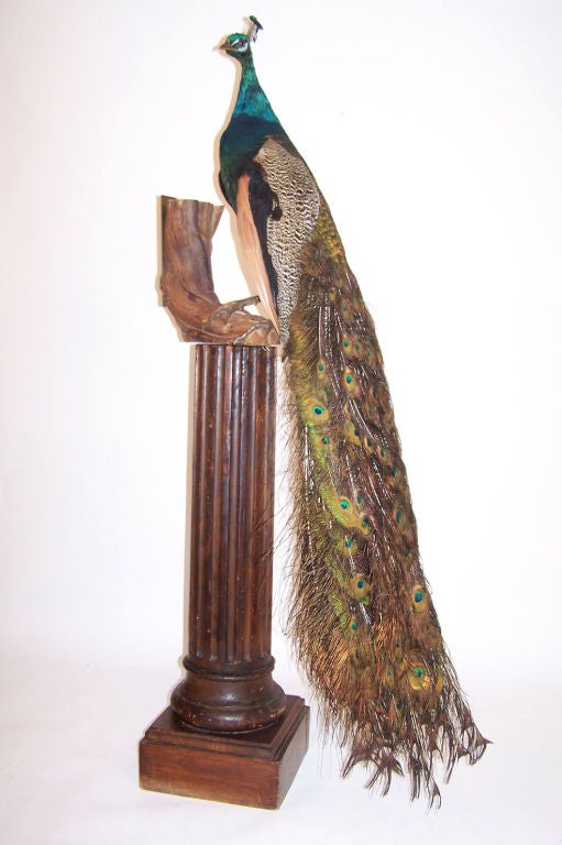 20th Century Taxidermy Peacock