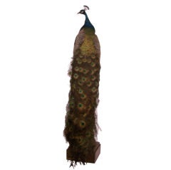 Taxidermy Peacock