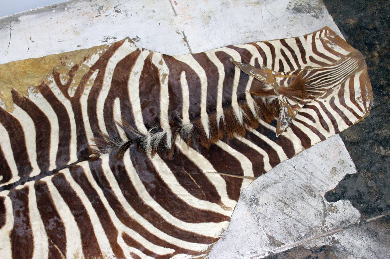 Antique Zebra Skin Rug In Distressed Condition In Los Angeles, CA