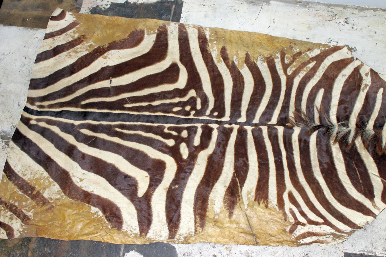 Antique Zebra Skin Rug at 1stDibs