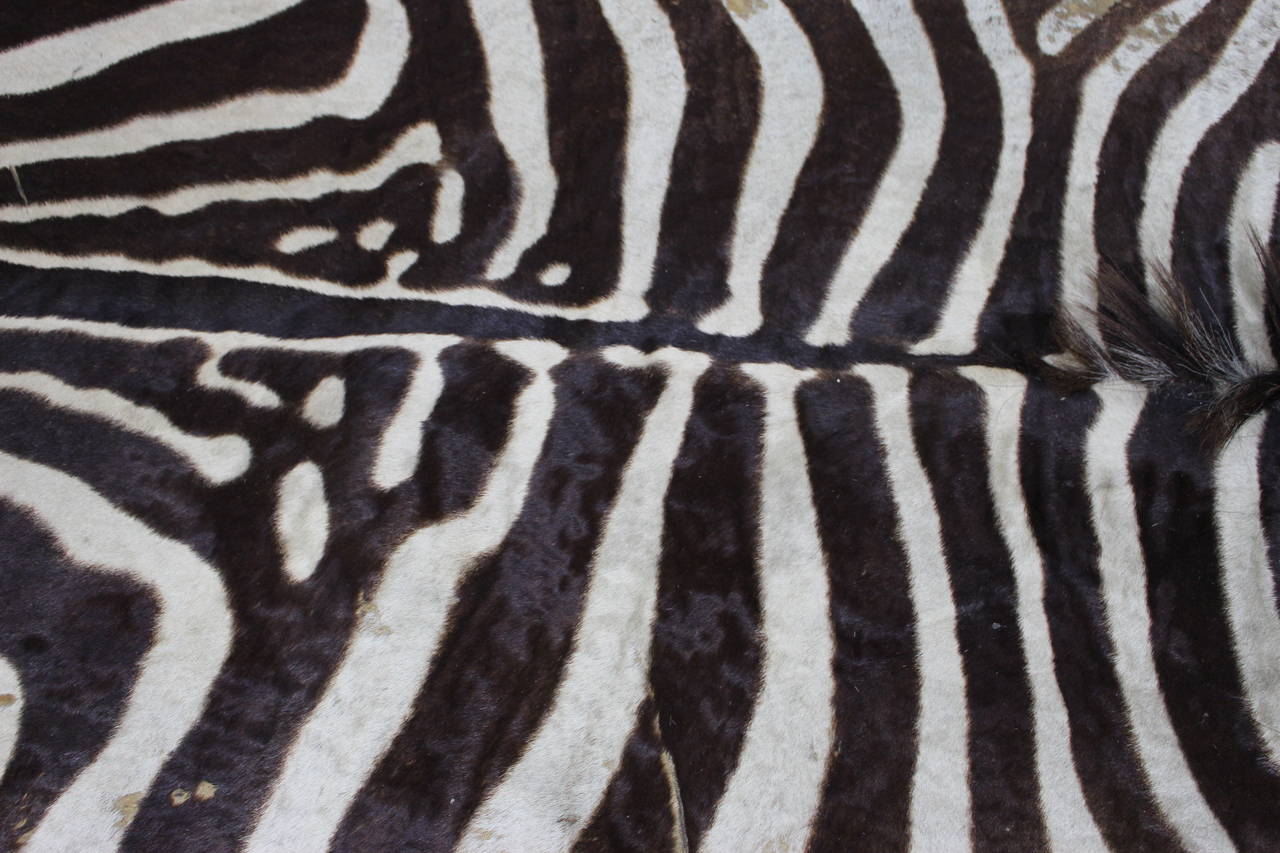 North American Antique Zebra Skin Rug
