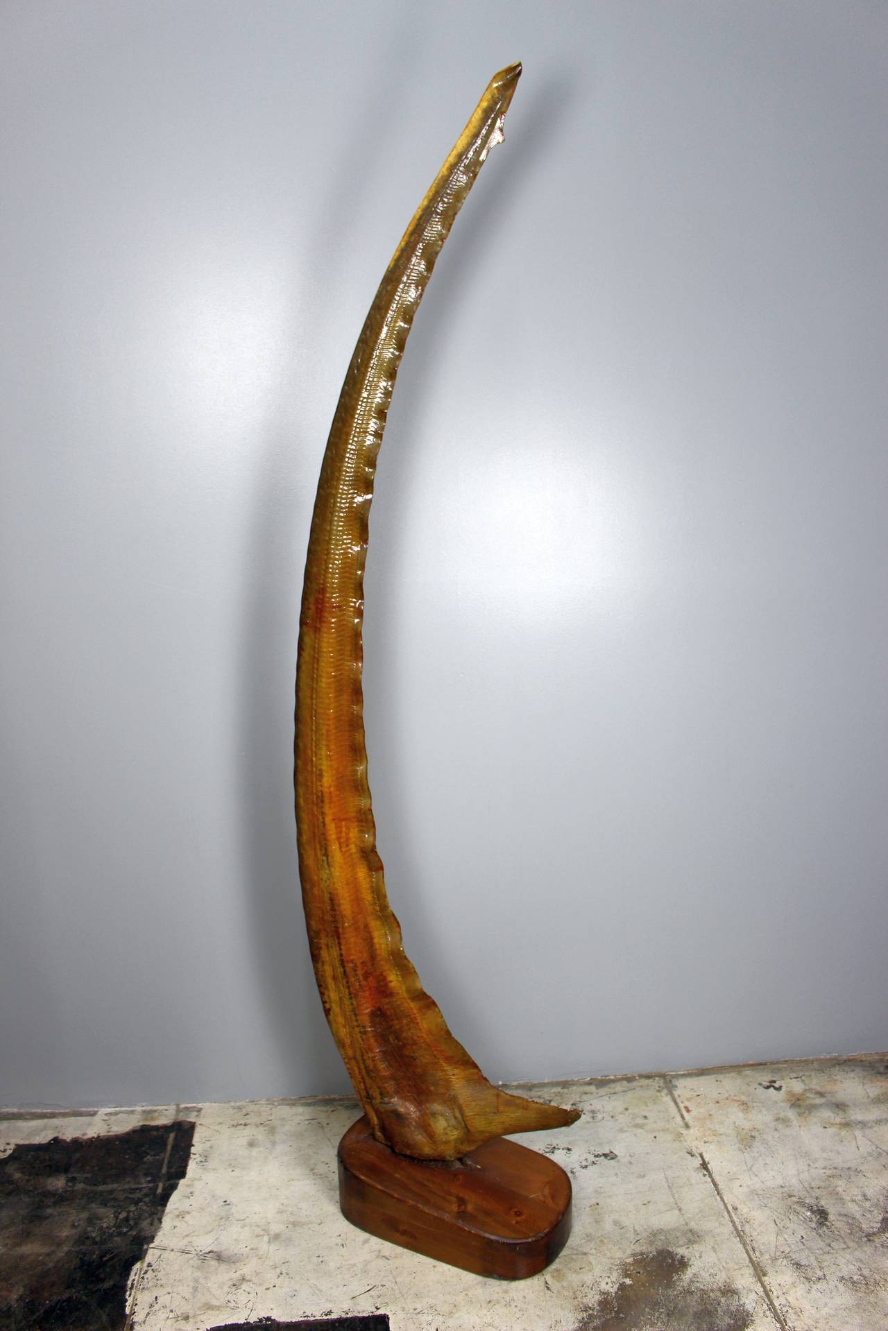 Alopias vulpinus, which may reach a length of 6.1 meters (20 ft) and a weight of over 500kg- 1100 lb. This is an antique tail converted in to the sculpture.
