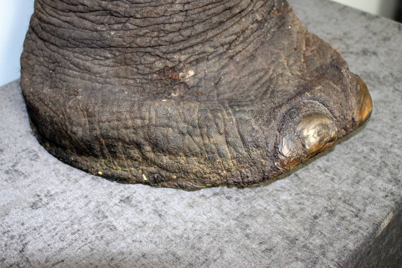 patte d'elephant animal