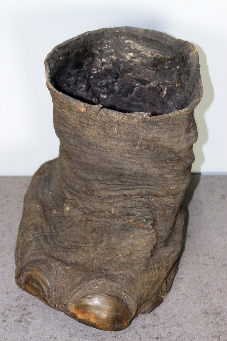 Antique Elephant Foot For Sale at 1stDibs