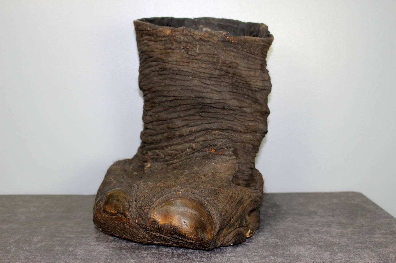 bottom of an elephant foot