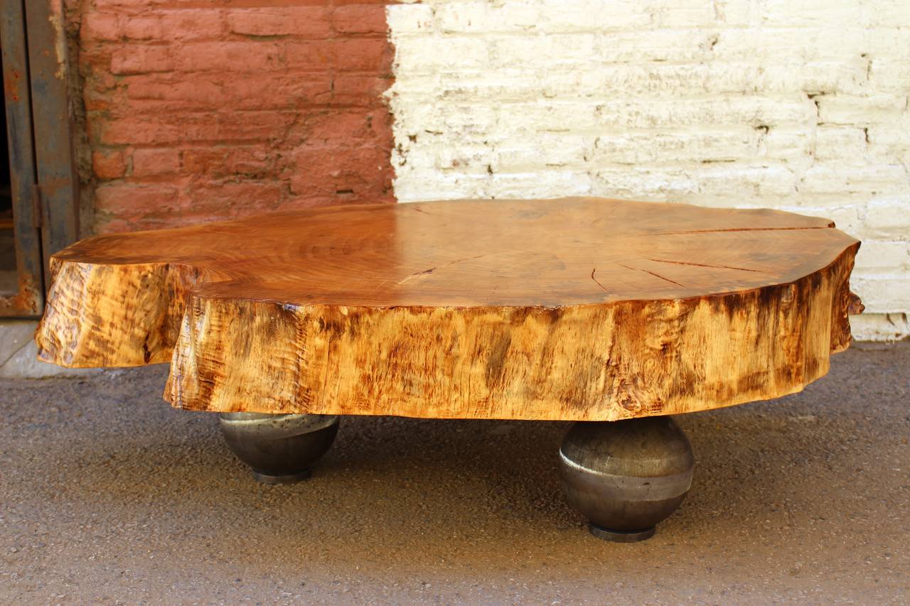 Venetian artist Gimo Fero create the coffee table of the wood fallen or sawn long ago. Even newly constructed, may have some irregularities, such as variation in grain and some knots, slight cracks or larger cracks and small knot holes that are