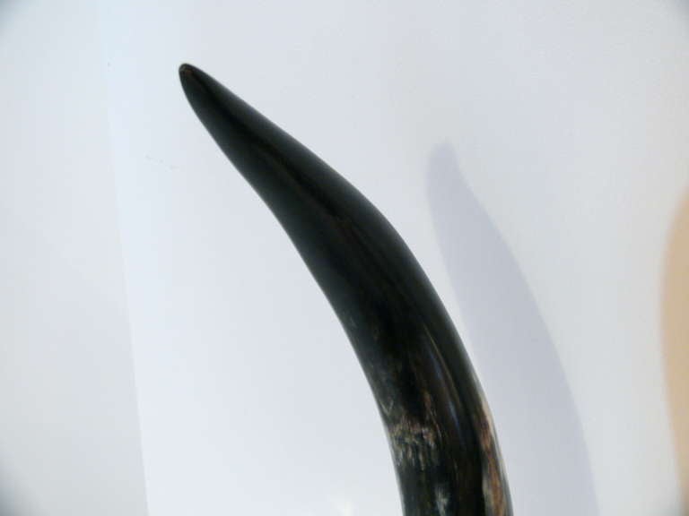 Horn On Lucite Sculpture 1
