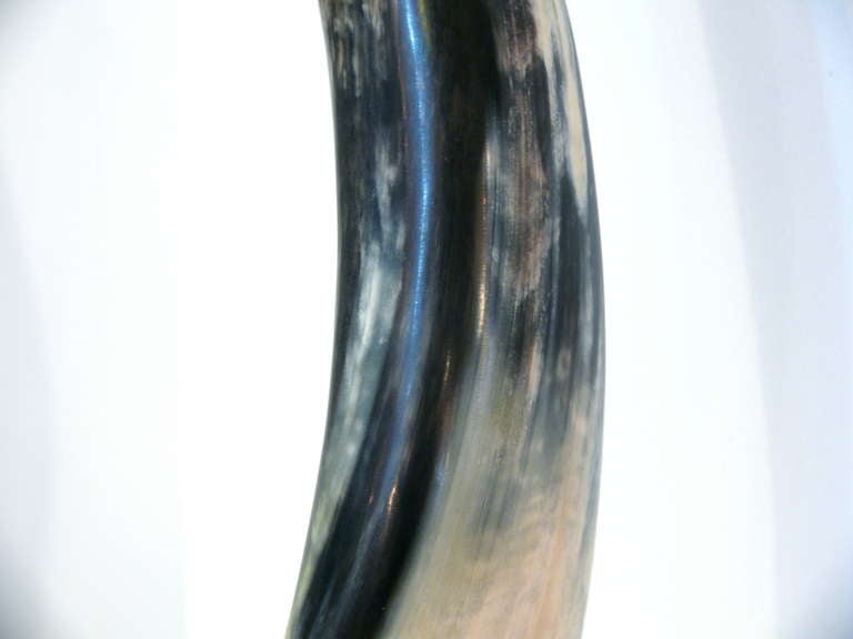 Horn On Lucite Sculpture 2