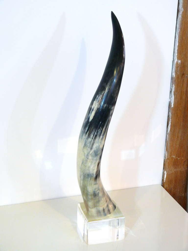 Horn On Lucite Sculpture 3