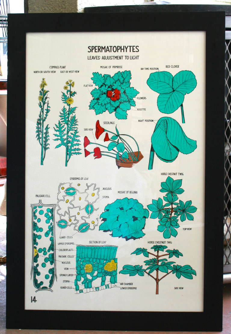 Original 1930's botany charts salvaged from Yale University. We have a few more in this series, framed and unframed