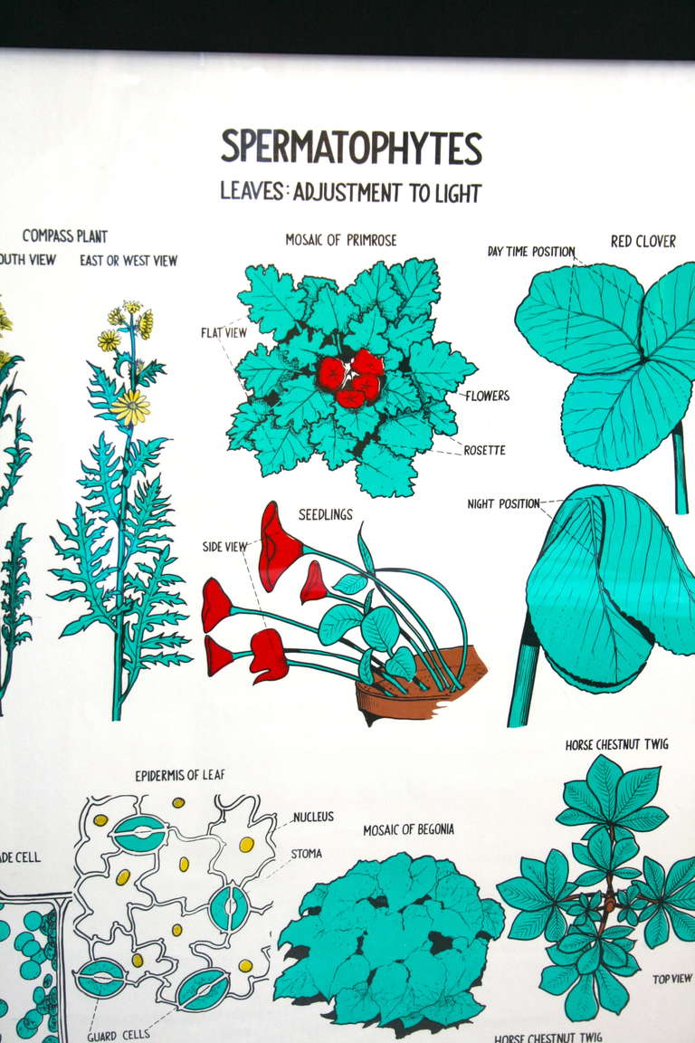 American Primrose and Leaves Botany Chart