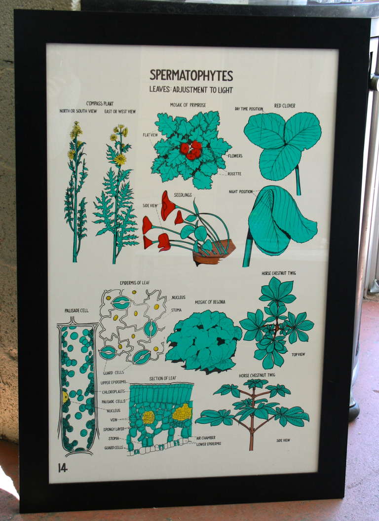 Mid-Century Modern Primrose and Leaves Botany Chart