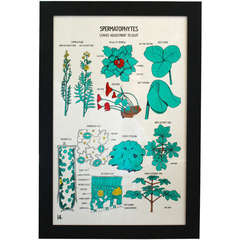 Vintage Primrose and Leaves Botany Chart