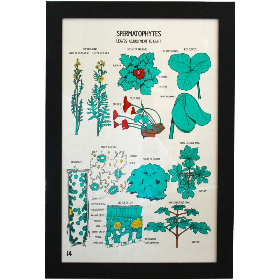 Primrose and Leaves Botany Chart