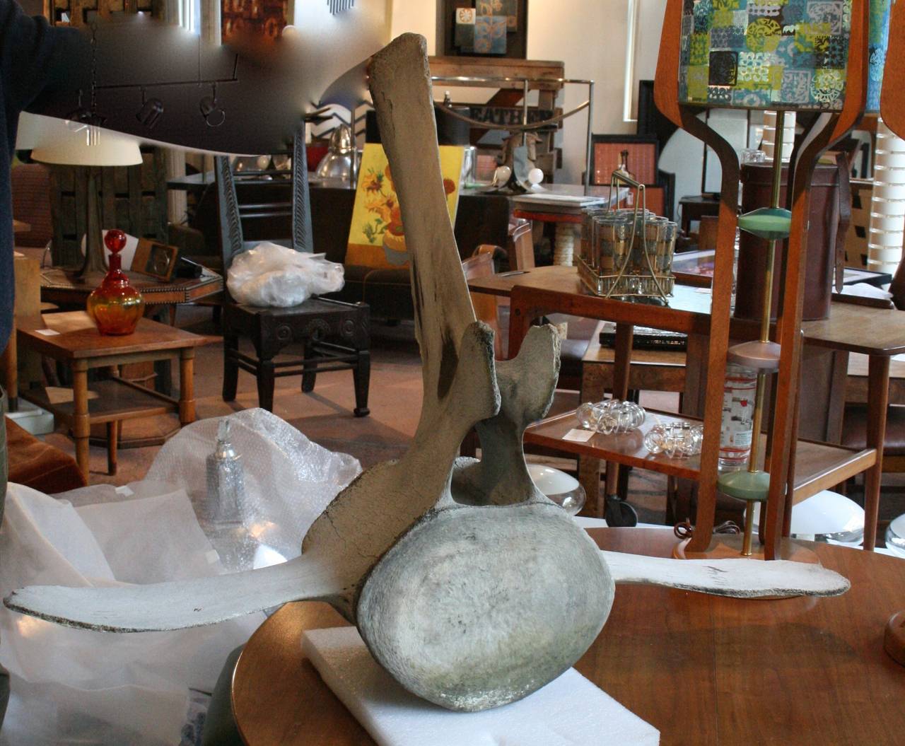 whale bones for sale