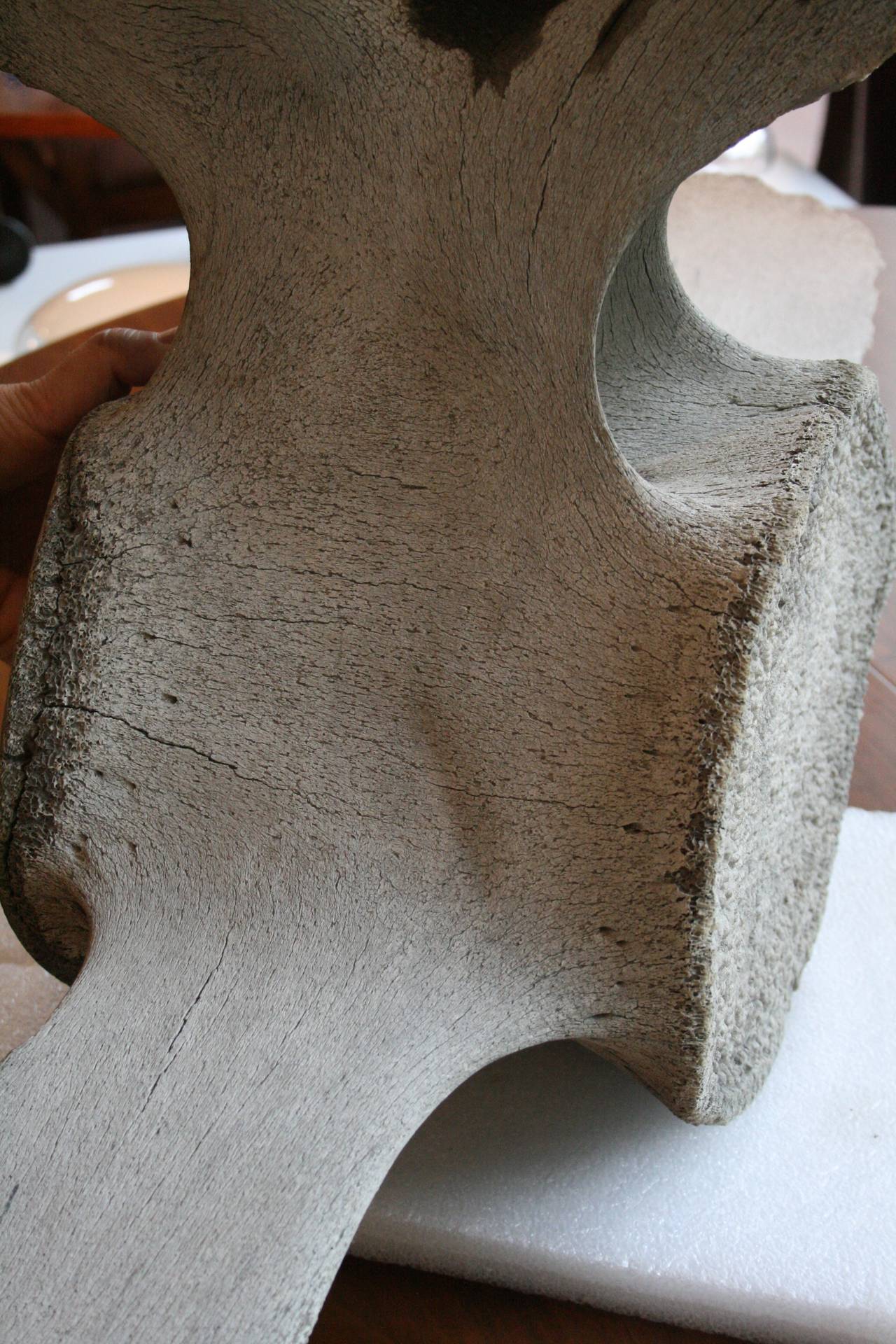 North American Monumental 18th Century Fossilized Whale Vertebra Bone