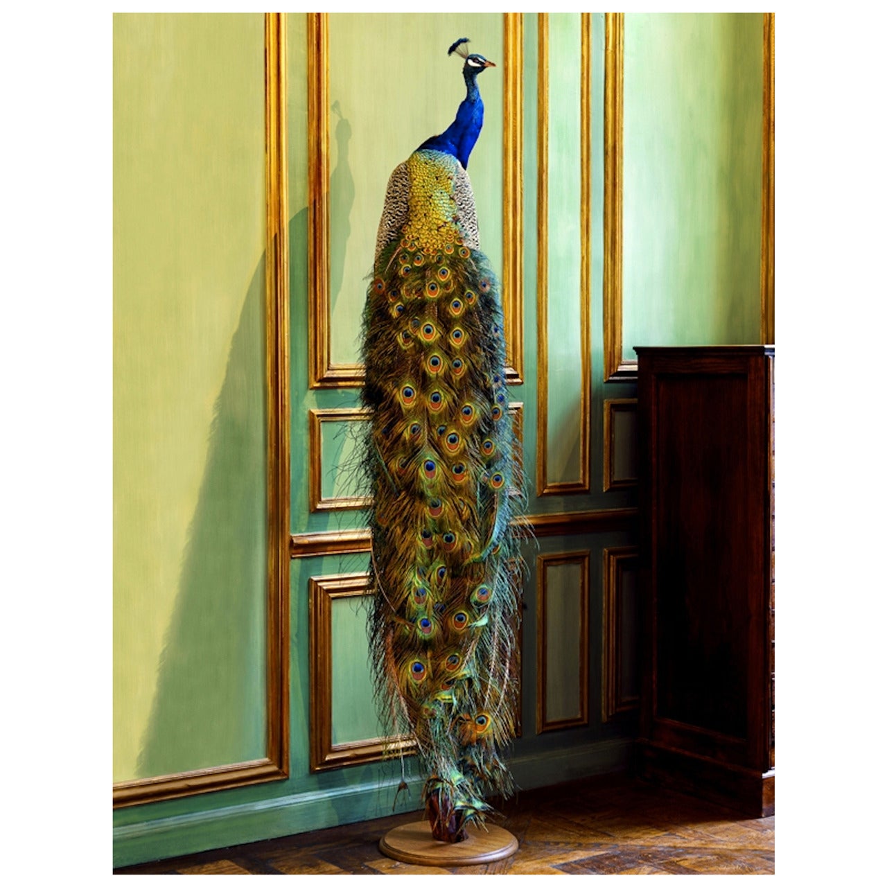 Deyrolle Peacock Perched Adjacent to Green Boiserie For Sale