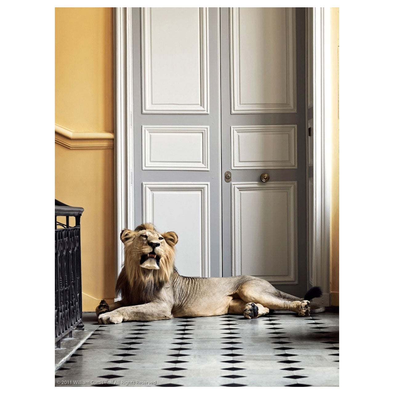 Deyrolle Male African Lion Relaxing at his Door For Sale