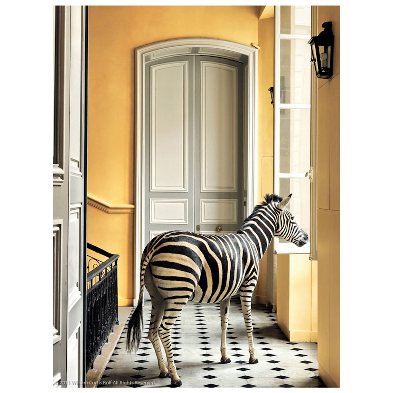 Deyrolle Zebra Composition #2