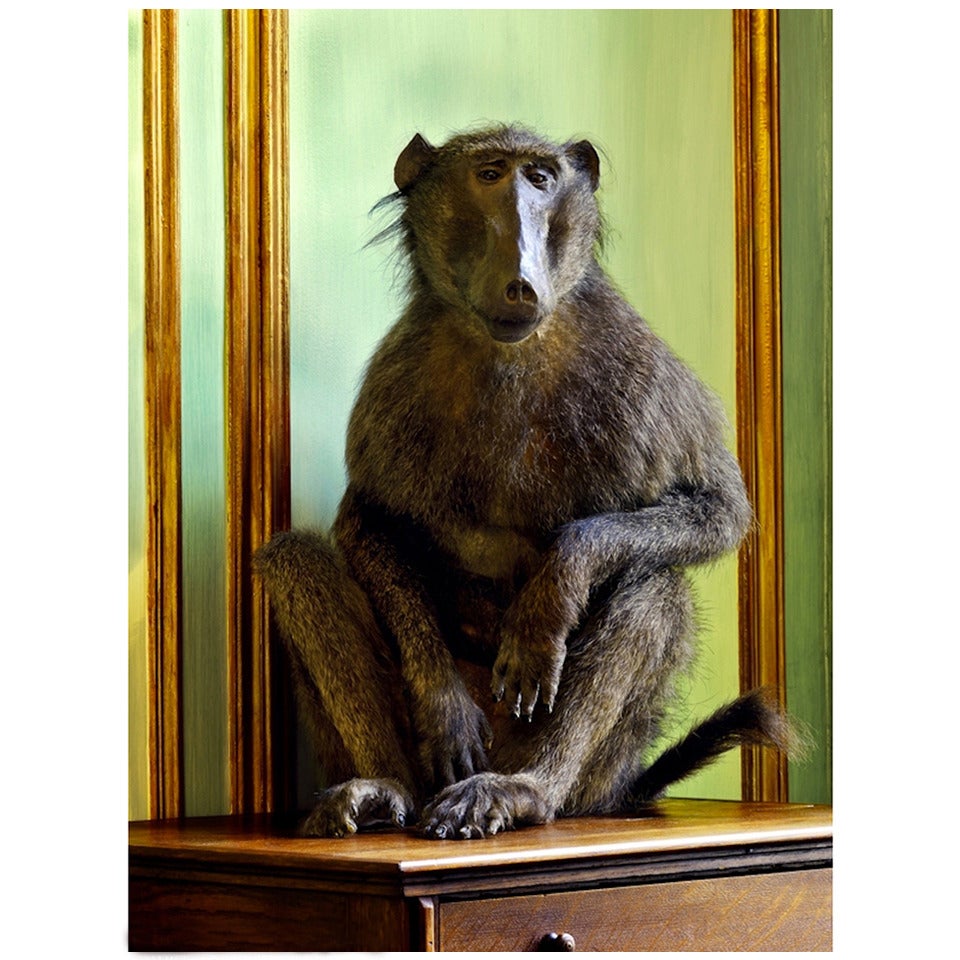 Deyrolle Monkey Relaxing on His Chest of Drawers For Sale