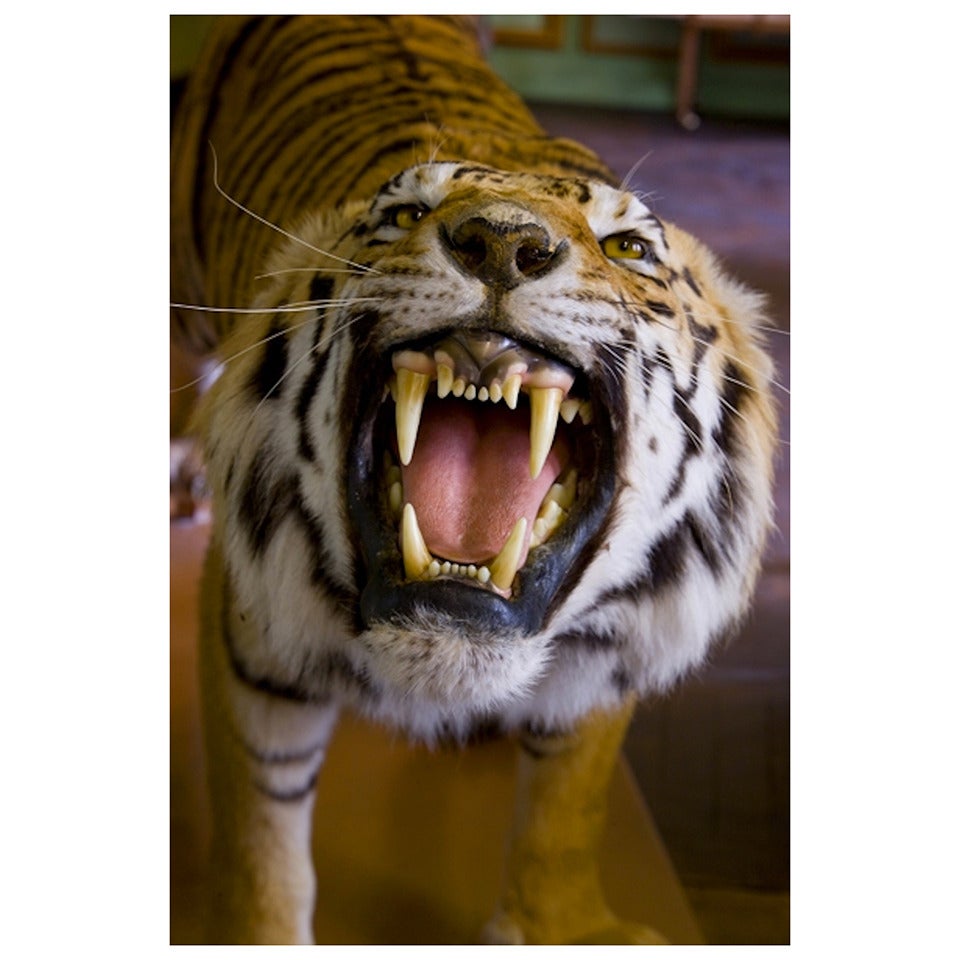 Growling Tiger Close up at Deyrolle For Sale