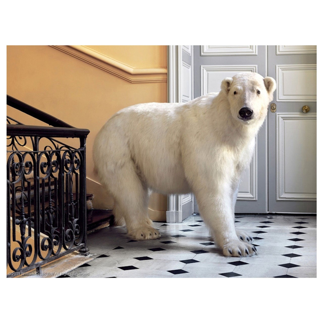 Deyrolle Polar Bear, Horizontal For Sale