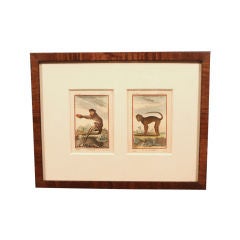 19th Century Monkey Engravings I