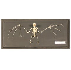 Bat Skeleton Under Glass