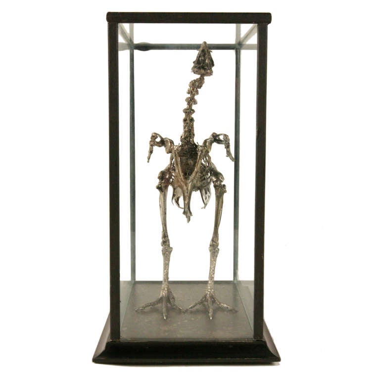 A Full body skeleton of a bird encased in a glass and wood frame box. We added our voila! touch by hand silver leafing and antiquing the skeleton. The glass case is removable from the wood base, exposing the skeleton. The wood framing and base are