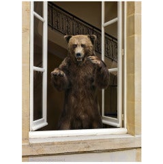 Used Grizzly Staring Threateningly from Casement Window at Deyrolle