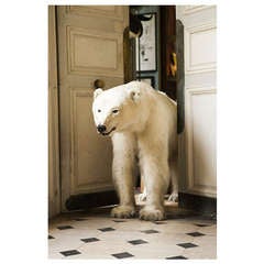 Polar Bear Exiting Deyrolle